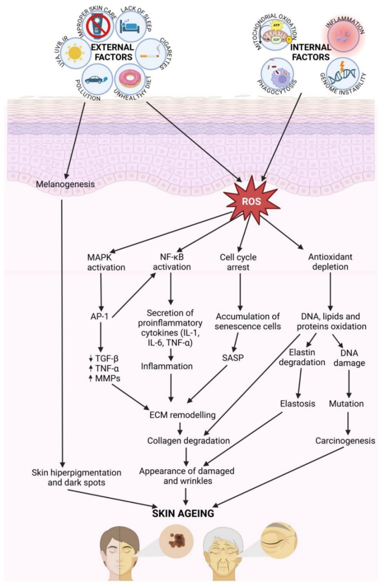 EXTERNAL FACTORS EXTERNAL FACTORS