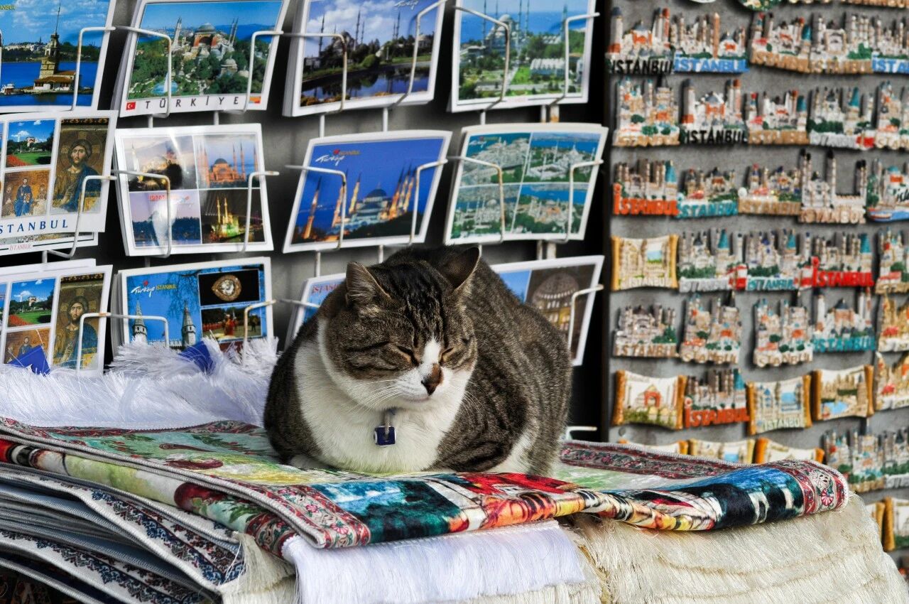 pet brand giants strategy pet brand giants strategy