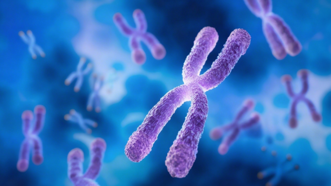 Cellular Level Cellular Level