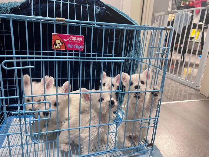 newborn puppies newborn puppies