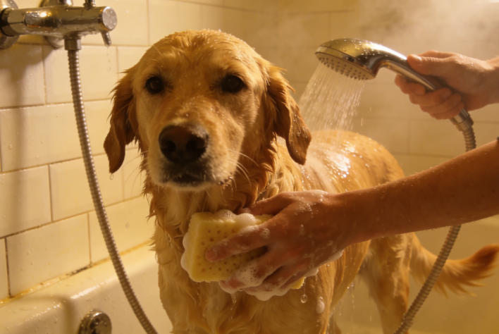 dog bathing tips dog bathing tips