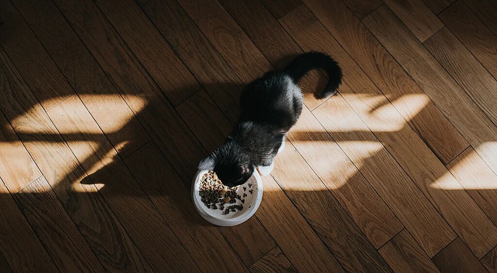 cat eat food cat eat food