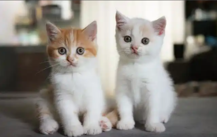 Four Trends & Eight Business Opportunities in China’s Pet Economy 2025