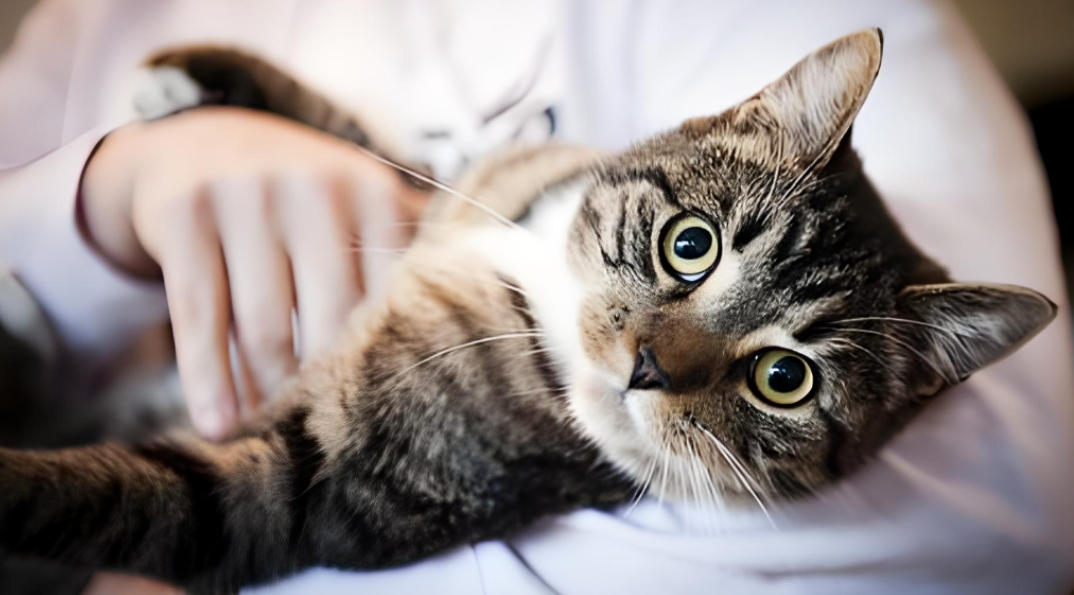 4 BIG DANGERS of Keeping Cats Indoors — Most Owners Ignore Them Until It’s Too Late