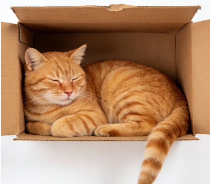 cat love box