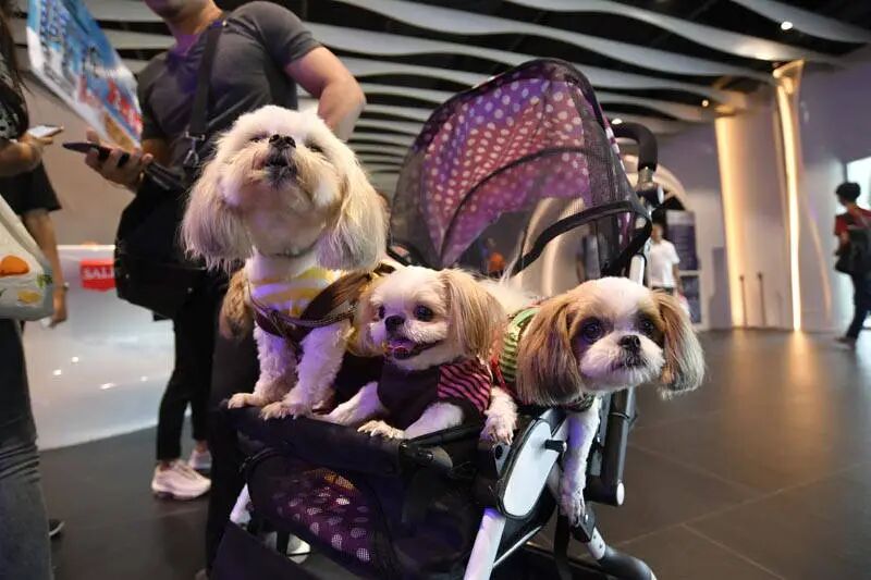 Southeast Asia Pet Market Research: Opportunities and Pitfalls in the "Next China"