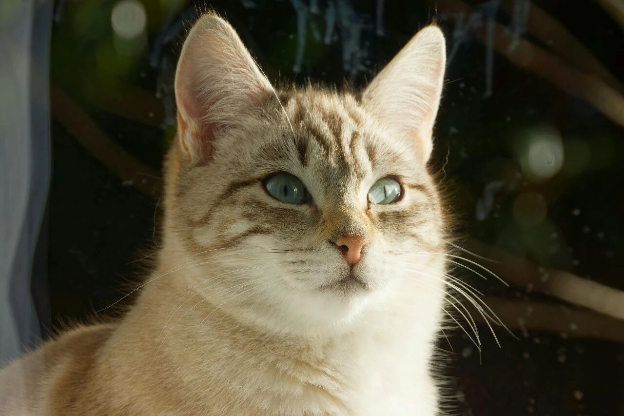 pet industry cluster