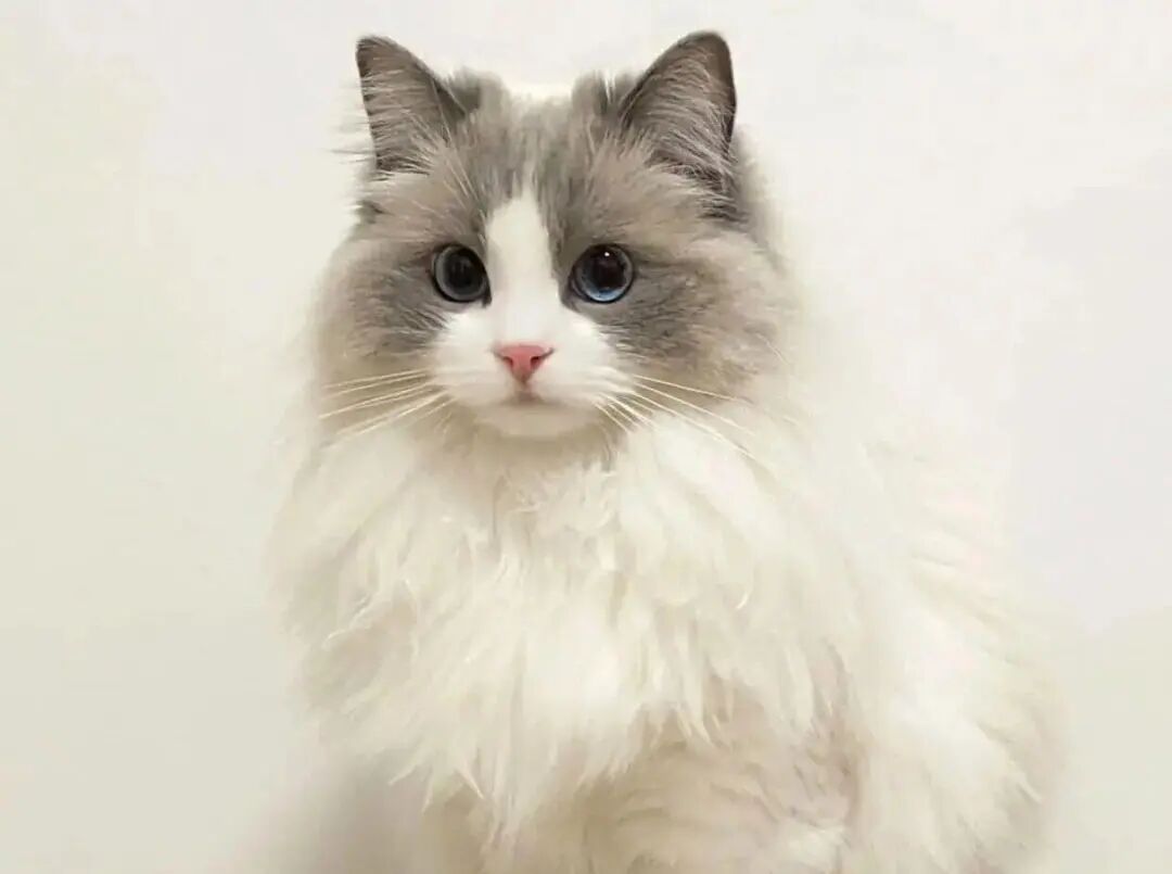 Ragdoll Cat