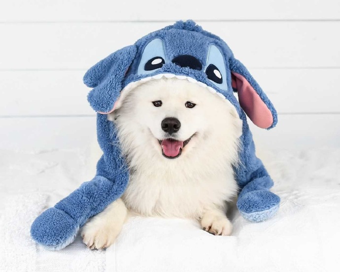 Foods Good for Dogs’ Heart Health