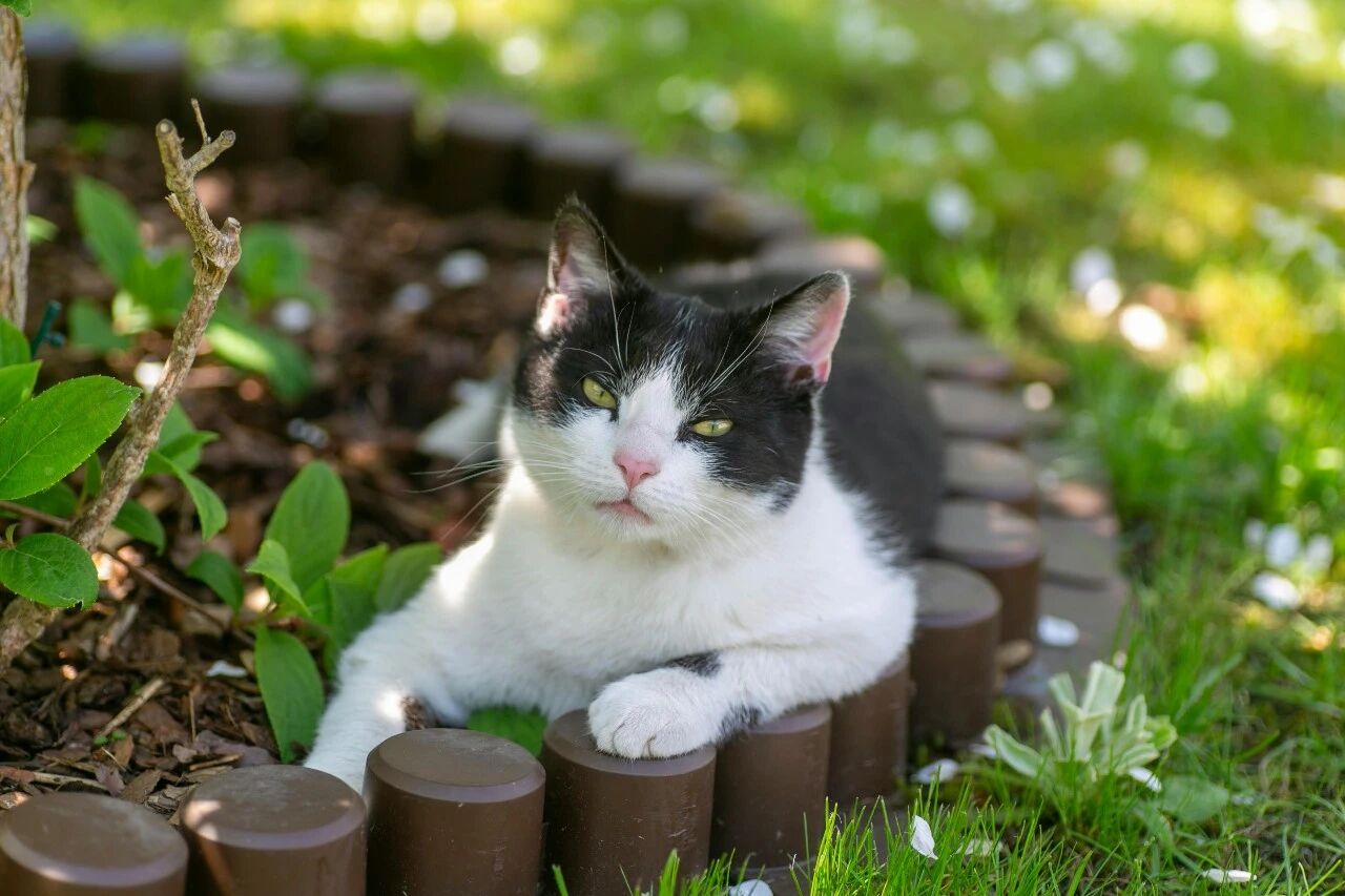 Pet Stores Relying on Summer Grooming & Winter Boarding: Why They Struggle To Survive The Cycle