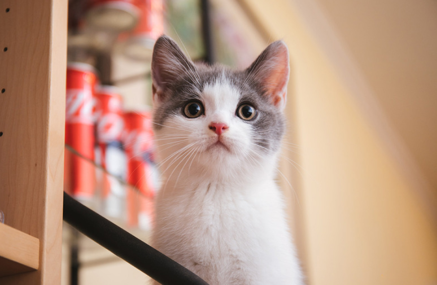 2026 Pet Spring Festival Goods Boom: Impulse Buying or Emotional Necessity?