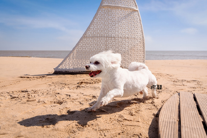 What Age Is Best for a Child to Get a Pet?