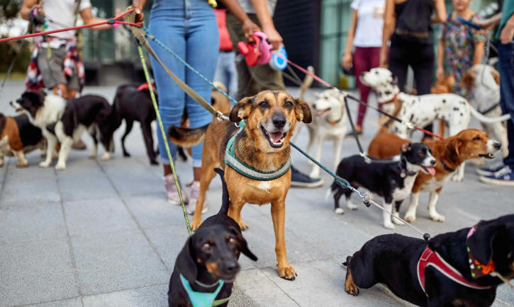 Owning a Pet Offers Unexpected Health Benefits!