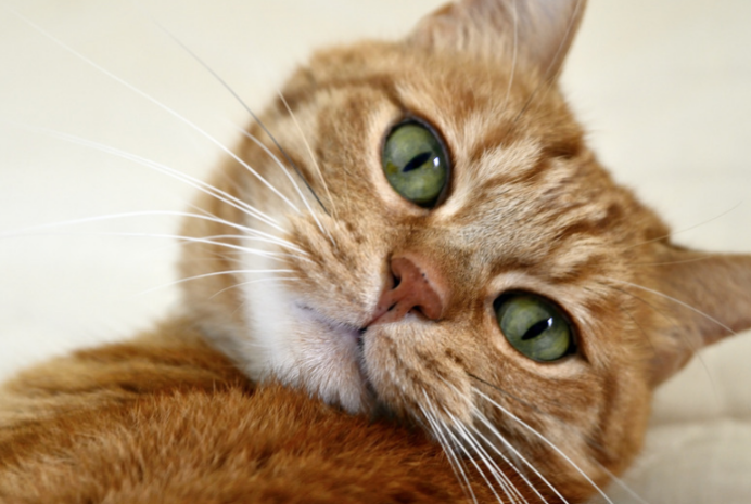 How Office Workers Can Raise a Kitten Well: Master These Tips!