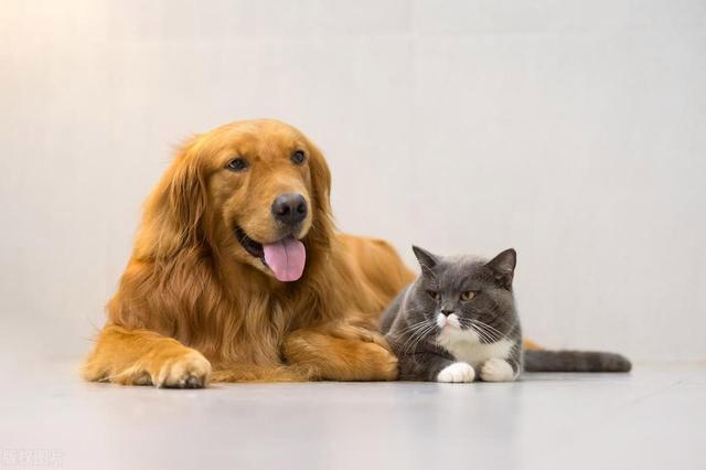 The Most Lucrative Niche in China's Pet Industry: Pet Healthcare & Supplements