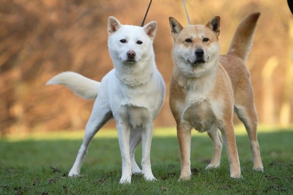 Behaviors That Show Your Dog Is Truly Happy
