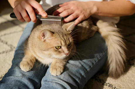 cat grooming tips.jpg