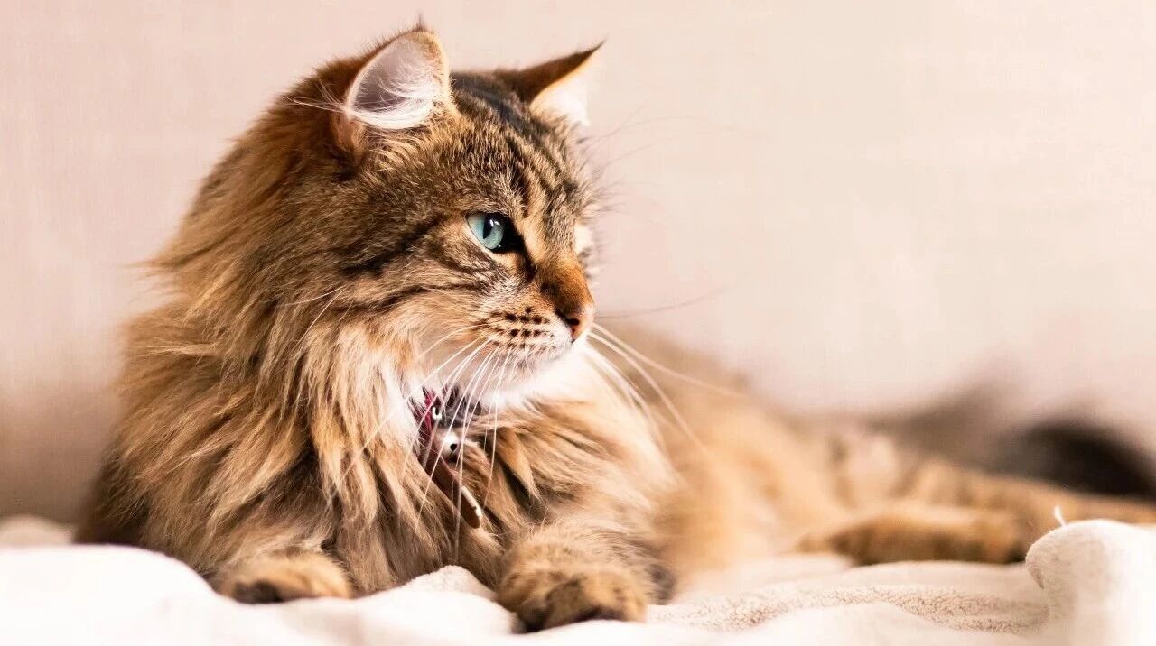 From Traffic To Retention: 20-Year Panorama of Pet Industry Channel Transformation