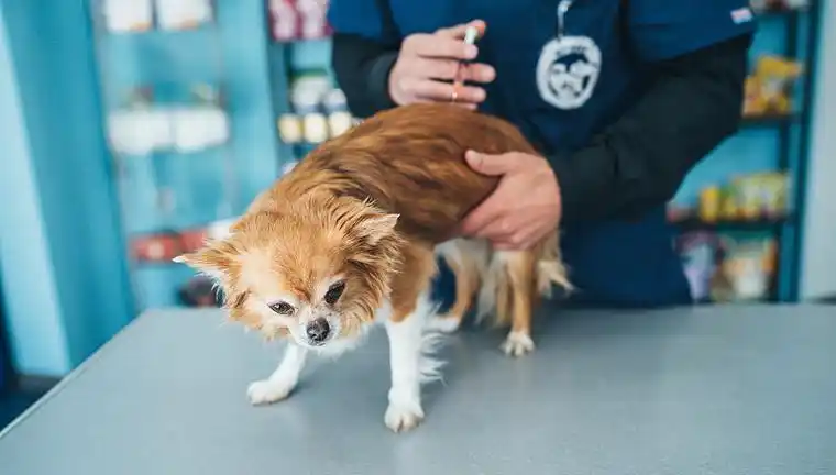 Pet Vaccinations: Essential Knowledge You Must Understand