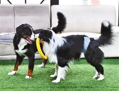 2026 Pet Industry Overseas Expansion Guide: Opportunities, Pitfalls and Strategies for Solo-Owned Businesses