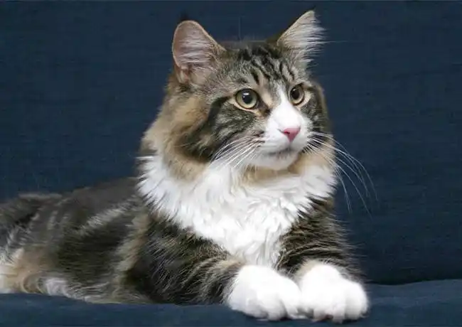 Best Cat Breeds for First-Time Owners: Hardy & Easy-to-Raise Feline Companions