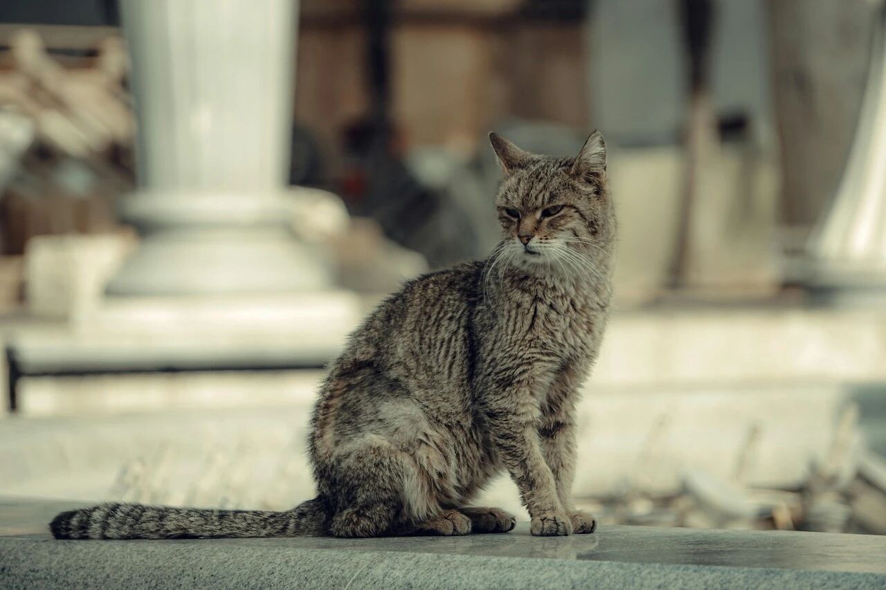 2026 Product Line Planning for Small and Medium-Sized Pet Brands: Focus to Break Through and Deepen Value