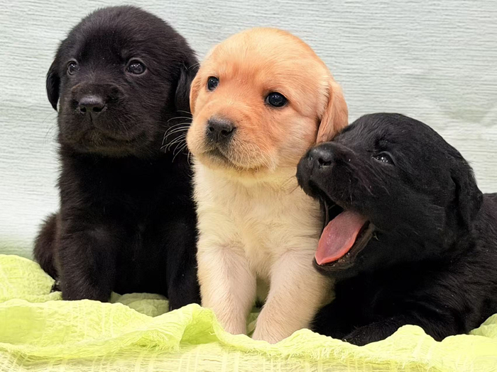 How to Care for Newborn Puppies: 11 Essential Tips