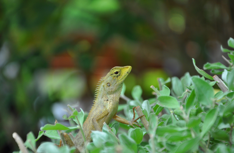 2025 small and exotic pet sales data