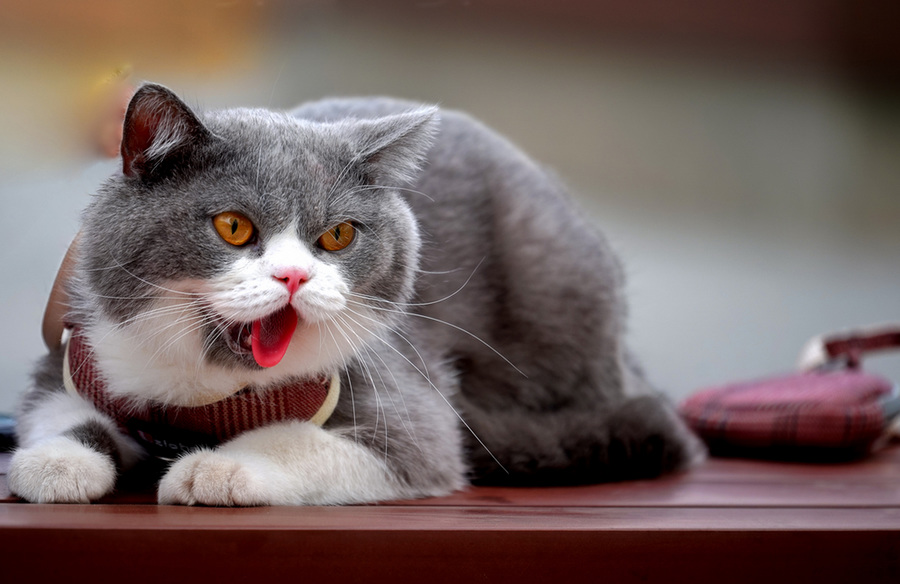 Humans Have Ailments, Cats Have the Cure: The Healing Magic of Feline Companions