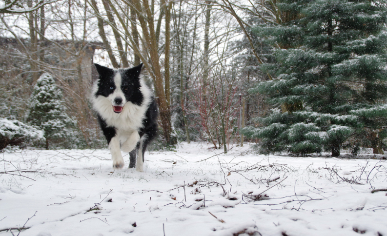 Do Furry Babies Need Professional Outdoor Gear?