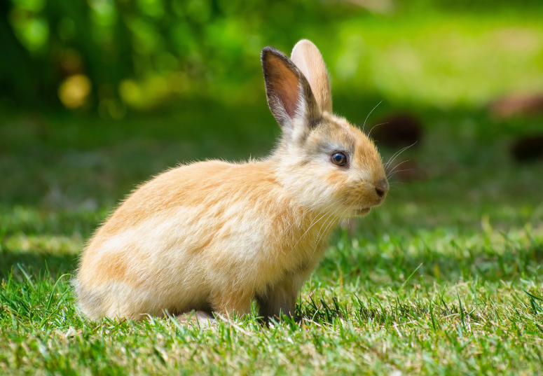 Over 9 Billion Yuan in Sales in the First Three Quarters: Why Have Small and Exotic Pets Become a New Necessity for Young People?