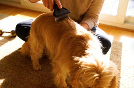 dog grooming guide.jpg