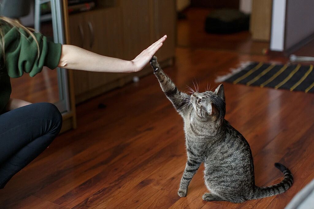 Cat high-five Cat high-five