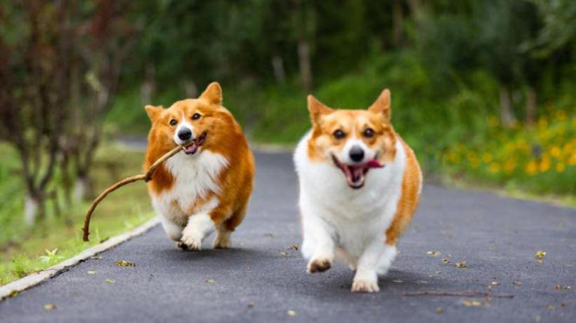 China’s Pet Industry Enters a New Era: National Policy Designates It as a Trillion-Yuan Consumption Hotspot