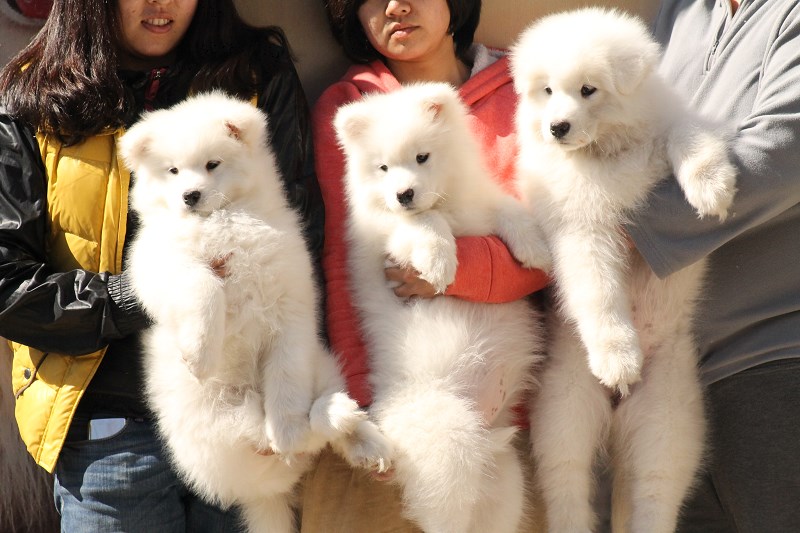 2025 Pet Economy Booms: Young People Spend More on Pets Than Themselves