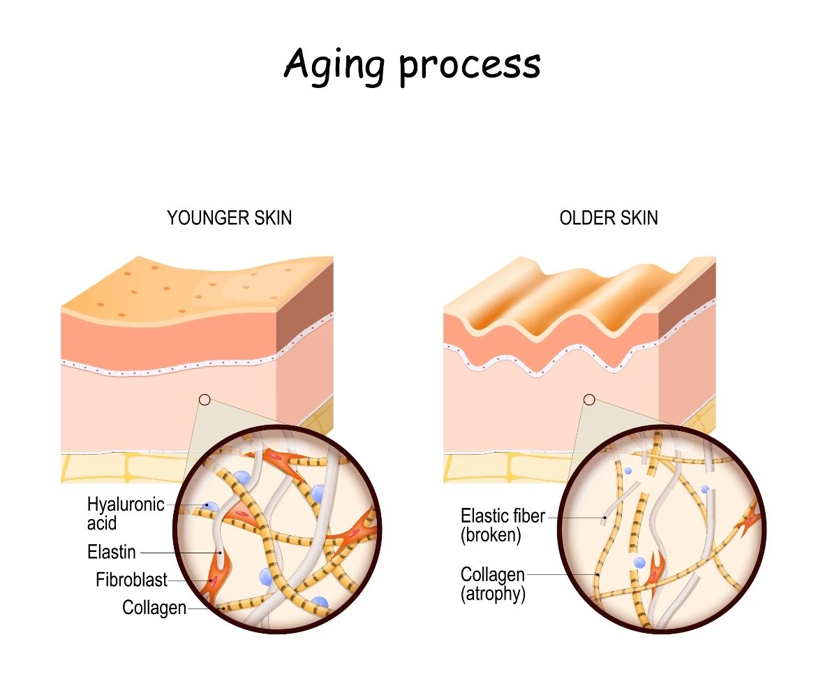 Aging process