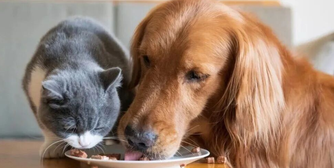 5 Hidden Pitfalls in the Booming Pet Industry: How Many Have You Stepped Into?