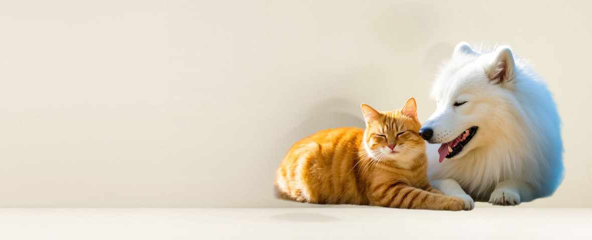 Professional Wholesale Pet Supplies