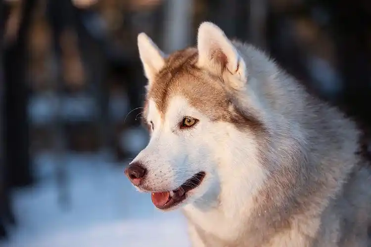 Top 5 Premium Dog Breeds: Characteristics & Habits