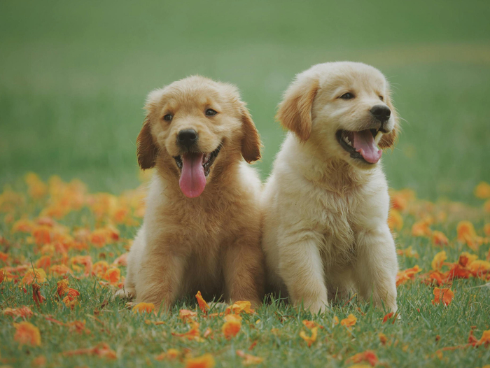 AI Large Models Empower the Pet Industry: Trends & Opportunities (2025)