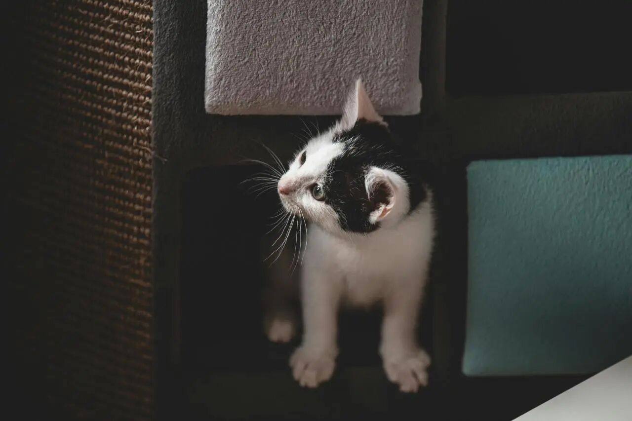 The Emotional Economy Code of Pet Furniture: Comprehensive Evolution of Aesthetics, Technology, Sustainability and Customization