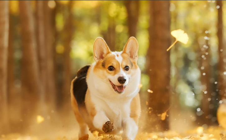 The Next Decade of the Pet Industry: Warmth or Cruelty?