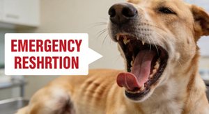 pet emergency signs.jpg