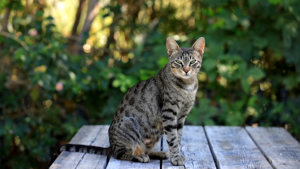 How Do Cats Recognize Their Owners? The Ways Will Surprise You