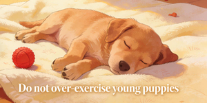 puppy training 101.jpg